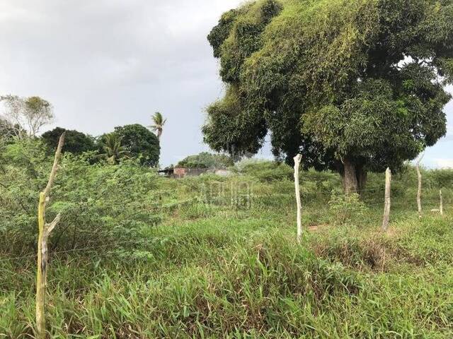 #1182 - Terreno para Venda em São Gonçalo dos Campos - BA - 3